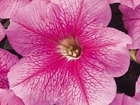 Петуния многоцветковая (Mirage F1)