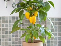 Перец летний (Fresh Bites)