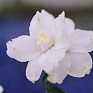 Дельфиниум крупноцветковый (Delphinium grandiflorum)