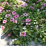 Катарантус розовый ампельный (Vinca rosea)
