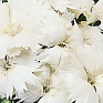 Гвоздика китайская (Dianthus chinensis)