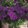Петуния крупноцветковая (Petunia grandiflora)