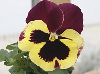 Виола Виттрока