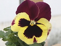 Виола Виттрока (Cello F1)