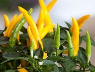 Перец летний (Santos)