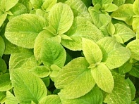 Колеус гибридный (Wizard)