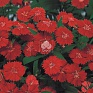 Гвоздика китайская х турецкая (Dianthus chinensis x barbatus)