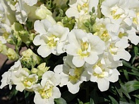 Львиный зев (Антирринум) махровый (Twinny F1)