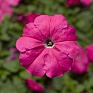 Петуния многоцветковая (генетически компактная) (Petunia multiflora)