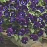 Виола Виттрока ампельная (Viola wittrockiana)