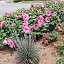 Гибискус мускусный (Hibiscus moscheutos)
