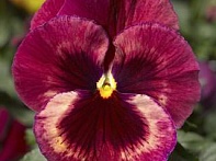 Виола Виттрока