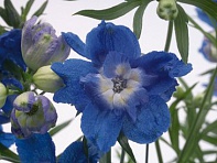 Дельфиниум крупноцветковый (Summer)