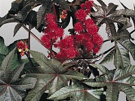 Клещевина обыкновенная (Carmencita)