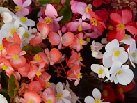 Бегония гибридная (зеленая и бронзовая листва) (Baby Wing F1)