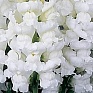 Львиный зев (Антирринум) большой (Antirrhinum majus)