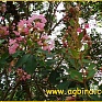 Лагерстремия индийская (Lagerstroemia indica)