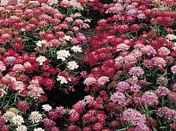 Иберис зонтичный