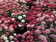 Иберис зонтичный ()