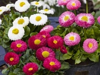 Маргаритка многолетняя (Bambino)