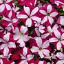 Петуния ампельная гибридная (Petunia х hybrida)