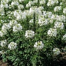 Клеома Хасслера (Cleome hassleriana)