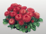 Маргаритка многолетняя