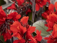 Канна садовая (Cannova F1)