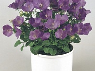 Колокольчик карпатский (Pearl)