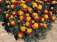 Бархатцы отклоненные (Hero)