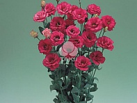 Лизиантус (Эустома) крупноцветковый (Arena F1)