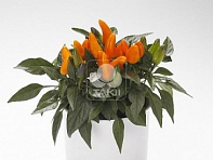 Перец летний (Favorit)