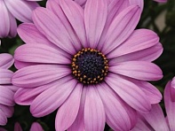 Остеоспермум Эклона (Akila F1)