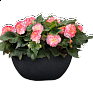 Бегония клубневая махровая (Begonia tuberhybrida)