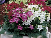 Табак крылатый (Saratoga F1)