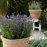 Лаванда узколистная (Lavandula angustifolia)