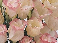 Лизиантус (Эустома) крупноцветковый (Laguna F1)