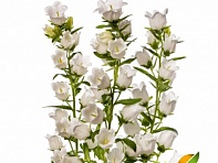 Колокольчик средний (Big Ben F1)