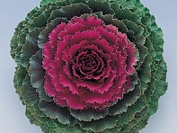 Декоративная капуста (Songbird F1)