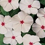 Катарантус розовый (Vinca rosea)