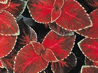 Колеус гибридный (Wizard)