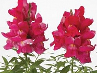 Львиный зев (Антирринум) большой (Snapshot F1)