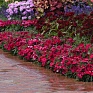 Гвоздика китайская (Dianthus chinensis)