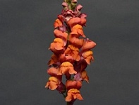 Львиный зев (Антирринум) большой (Maryland F1)