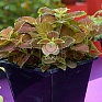 Колеус Блюме (Coleus blumei)