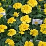 Бархатцы отклоненные (Tagetes patula) Бархатцы отклоненные (Tagetes patula)
