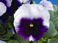 Виола Виттрока