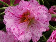 Портулак крупноцветковый (Happy Hour) Портулак крупноцветковый (Happy Hour)