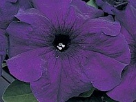 Петуния крупноцветковая (Supercascade F1)
