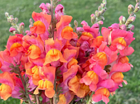 Львиный зев (Антирринум) большой